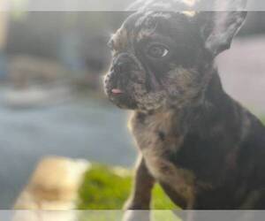 French Bulldog Puppy for sale in ALTADENA, CA, USA