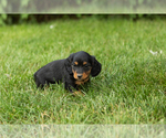 Small #3 Dachshund