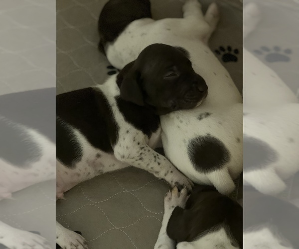 Medium Photo #2 German Shorthaired Pointer Puppy For Sale in UPLAND, CA, USA