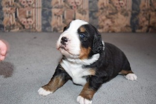 Bernese Mountain Dog Puppy for sale in MARION, IN, USA