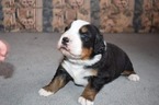 Small Bernese Mountain Dog