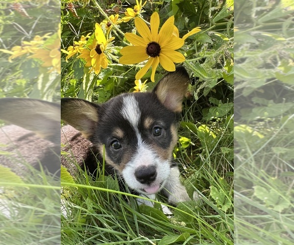 Medium Photo #49 Pembroke Welsh Corgi Puppy For Sale in PERKINSVILLE, VT, USA