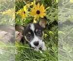 Small Photo #49 Pembroke Welsh Corgi Puppy For Sale in PERKINSVILLE, VT, USA