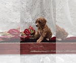 Small #1 Cavapoo-Poodle (Miniature) Mix