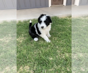 Sheepadoodle Puppy for sale in CANYON, TX, USA