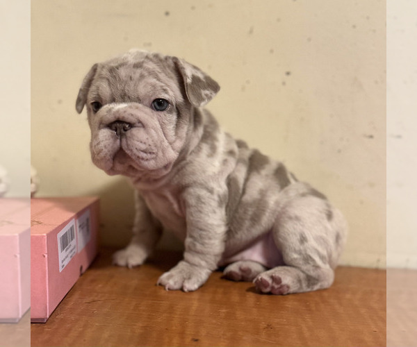 Medium Photo #5 French Bulldog Puppy For Sale in LOS ANGELES, CA, USA