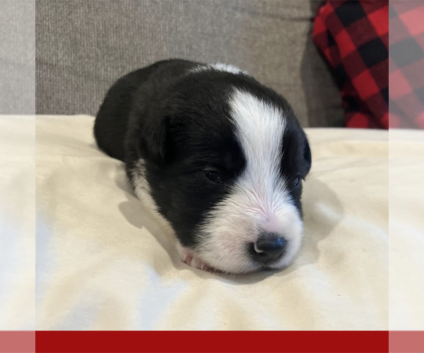 Medium Photo #3 Border-Aussie Puppy For Sale in CAMARILLO, CA, USA