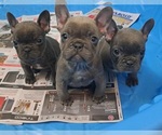 Small Photo #1 French Bulldog Puppy For Sale in GUILFORD, ME, USA