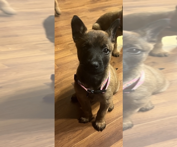 Medium Photo #1 Belgian Malinois Puppy For Sale in NEW ORLEANS, LA, USA
