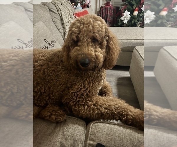 Medium Photo #1 Goldendoodle Puppy For Sale in HONEY GROVE, TX, USA