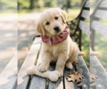 Small #1 Golden Retriever