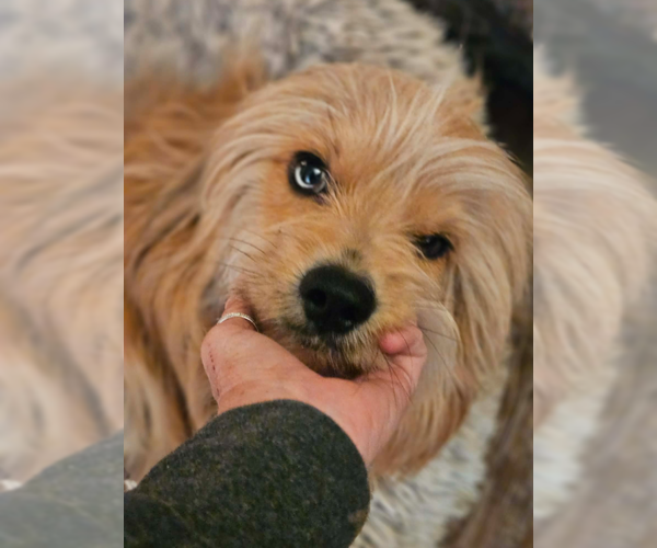 Medium Photo #2 Havanese-Unknown Mix Puppy For Sale in Cranston, RI, USA