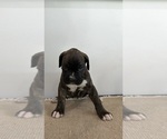Small #3 Boxer