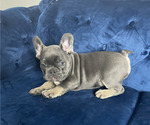 Small Photo #7 French Bulldog Puppy For Sale in CHICAGO, IL, USA
