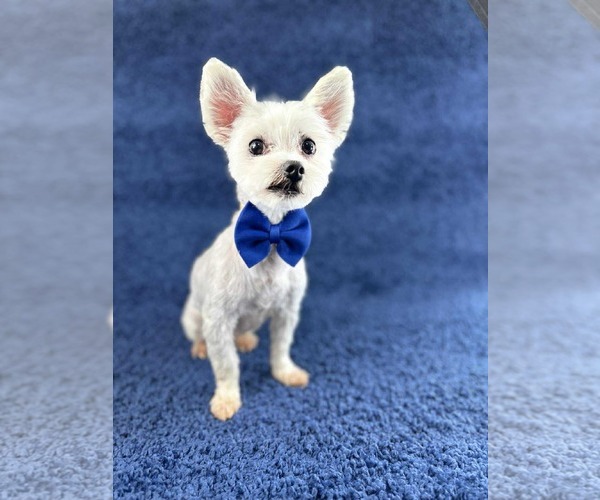 Medium Photo #3 Maltese-Unknown Mix Puppy For Sale in Grafton, WI, USA