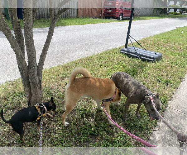 Medium Photo #5 Carolina Dog Puppy For Sale in Tampa, FL, USA