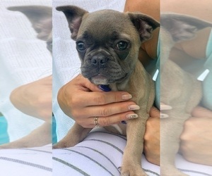 French Bulldog Puppy for sale in JACKSONVILLE, FL, USA