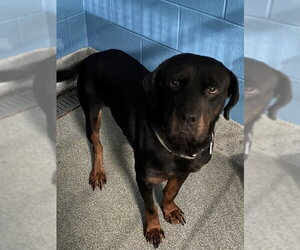 Rottweiler-Unknown Mix Dogs for adoption in Forestville, MD, USA