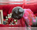 Small Photo #21 French Bulldog Puppy For Sale in SPOKANE, WA, USA