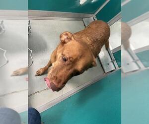 Mutt Dogs for adoption in Oklahoma City, OK, USA