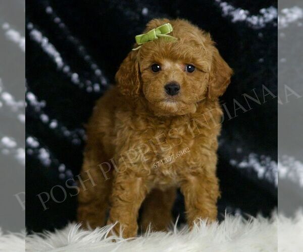 Medium Photo #4 Goldendoodle (Miniature) Puppy For Sale in WARSAW, IN, USA