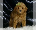 Small Photo #16 Goldendoodle (Miniature) Puppy For Sale in WARSAW, IN, USA
