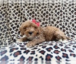 Small #2 Cavapoo (Miniature)
