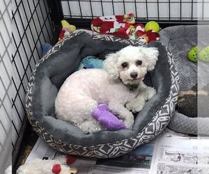 Bichon Frise Dogs for adoption in Mukwonago, WI, USA