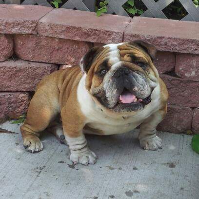 Medium Photo #1 Bulldog Puppy For Sale in LINDEN, NJ, USA