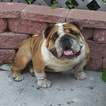 Small Photo #1 Bulldog Puppy For Sale in LINDEN, NJ, USA