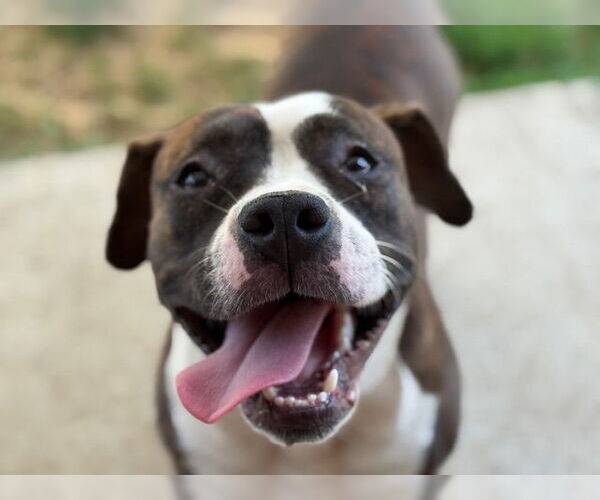 Medium Photo #1 Mutt Puppy For Sale in Tulsa, OK, USA