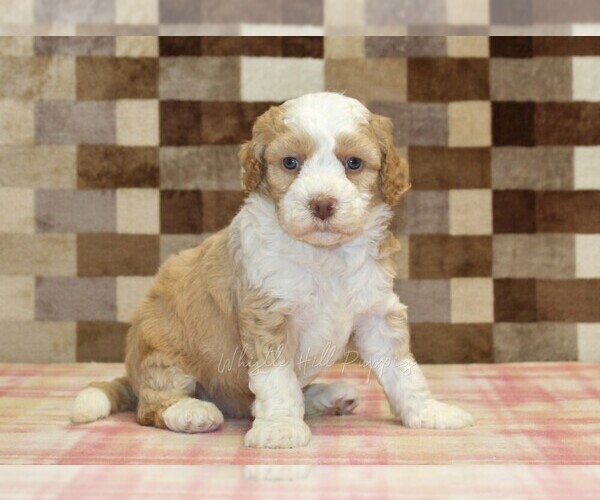 Medium Photo #1 Bernedoodle (Miniature) Puppy For Sale in DENVER, PA, USA