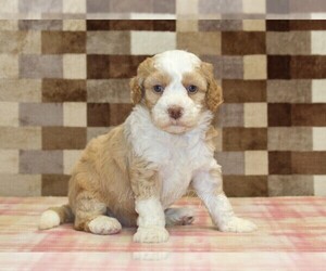 Bernedoodle (Miniature) Puppy for sale in DENVER, PA, USA