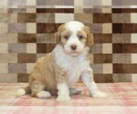 Small Bernedoodle (Miniature)