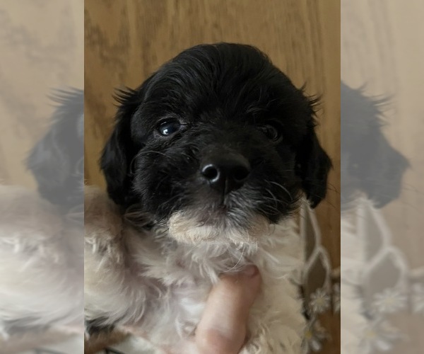 Medium Photo #1 Maltipoo (Miniature) Puppy For Sale in VENETA, OR, USA