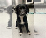 Small Border Collie Mix