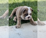 Small Photo #3 Bulldog Puppy For Sale in NORCO, CA, USA