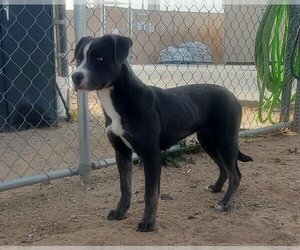 American Pit Bull Terrier-Unknown Mix Dogs for adoption in HESPERIA, CA, USA