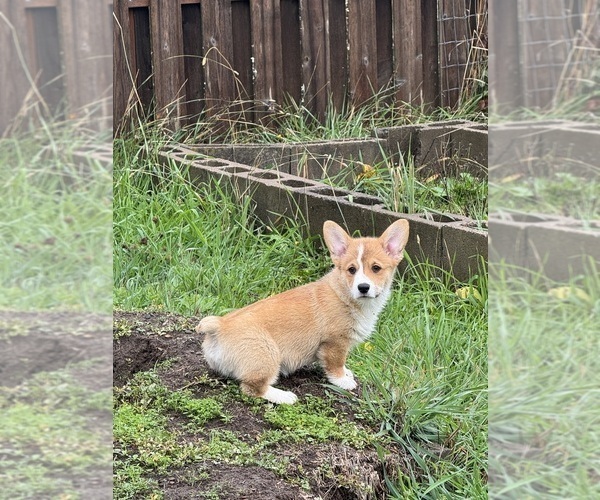 Medium Photo #13 Pembroke Welsh Corgi Puppy For Sale in PHILOMATH, OR, USA