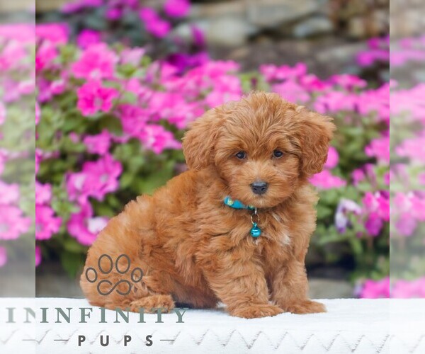 Medium Photo #3 Golden Retriever-ShihPoo Mix Puppy For Sale in GAP, PA, USA