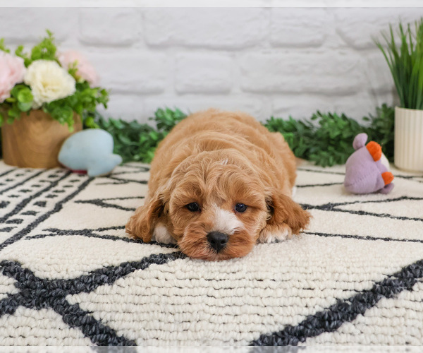 Medium Photo #1 Cavapoo (Miniature) Puppy For Sale in SYRACUSE, IN, USA