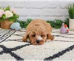 Small Cavapoo (Miniature)