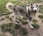 Chad - Male Siberian Husky-Unknown Mix Dog for Adoption - Small photo