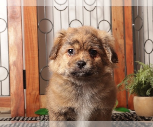 Medium Photo #2 Shorkie Tzu Puppy For Sale in NAPLES, FL, USA