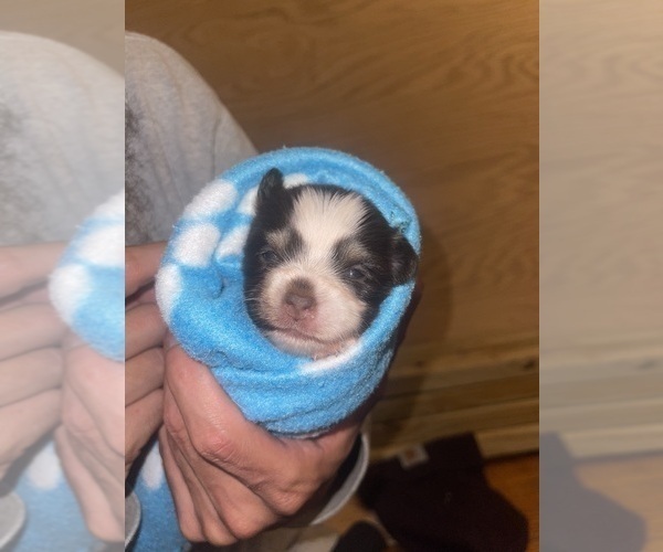Medium Photo #24 Yorkshire Terrier Puppy For Sale in ROCKFORD, IL, USA