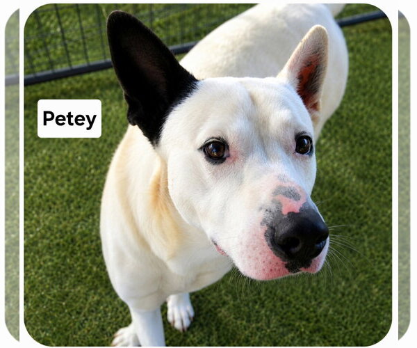 Medium Photo #3 Mutt Puppy For Sale in Rockaway, NJ, USA