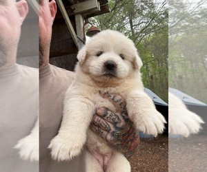 Great Pyrenees Puppy for sale in NEWTON, NC, USA