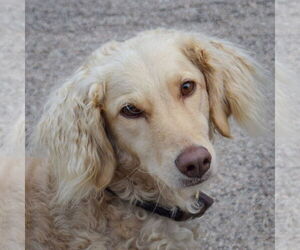 Golden Retriever-Unknown Mix Dogs for adoption in Huntley, IL, USA
