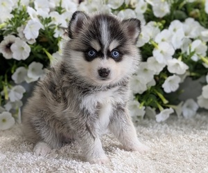 Medium Pomsky