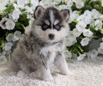 Puppy Apollo Pomsky